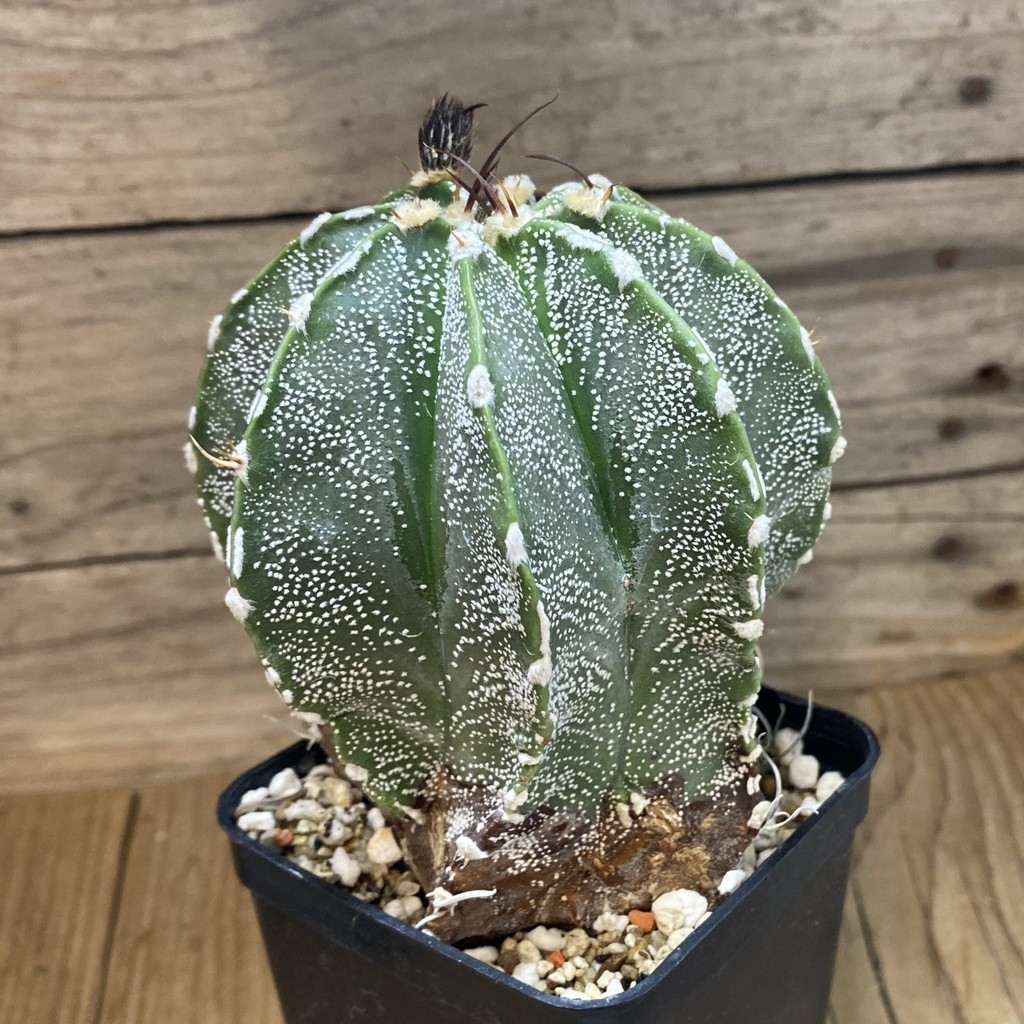 SH37797 Astrophytum capricorne x asterias, 10 years old - Image 2