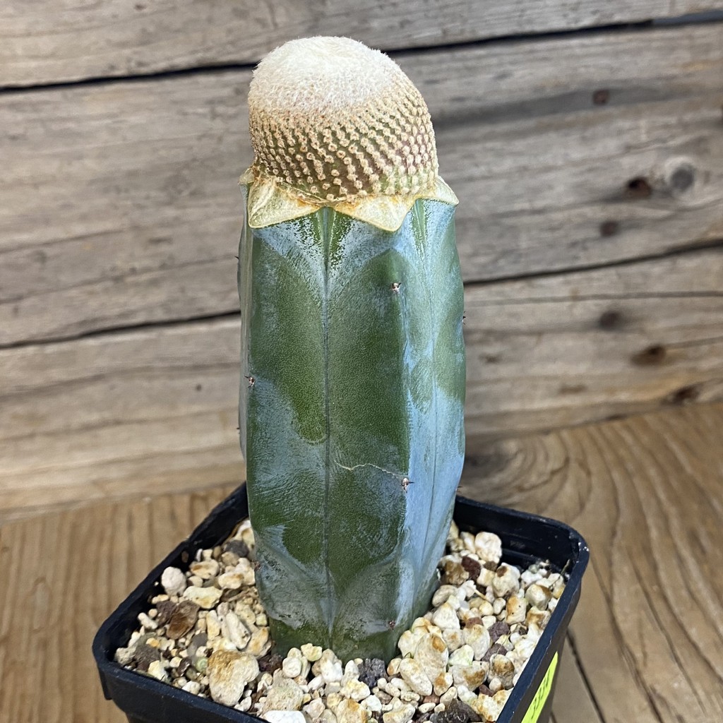 SH37807 Yavia cryptocarpa, grafted - Image 2