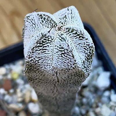 SH37808 Astrophytum asterias 'Onzuka'