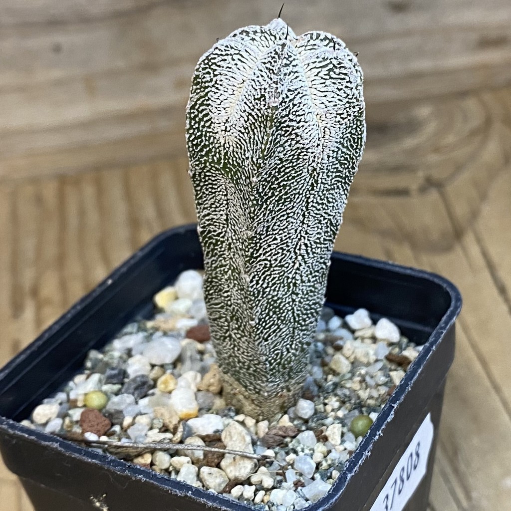 SH37808 Astrophytum asterias 'Onzuka' - Image 2