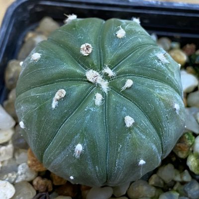 SH37809 Astrophytum asterias v. nudum