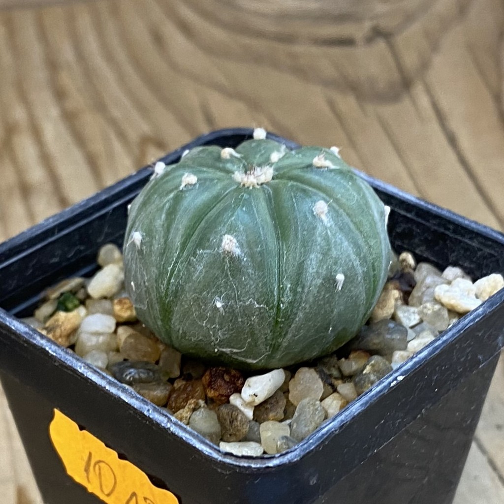SH37809 Astrophytum asterias v. nudum - Image 2
