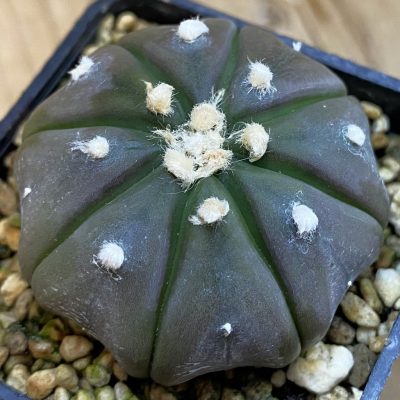 SH37810 Astrophytum asterias 'Purple Skin'