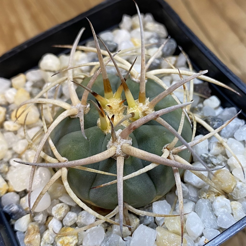 SH37811 Gymnocalycium sardenasianum