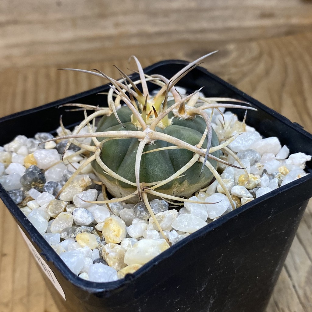 SH37811 Gymnocalycium sardenasianum - Image 2