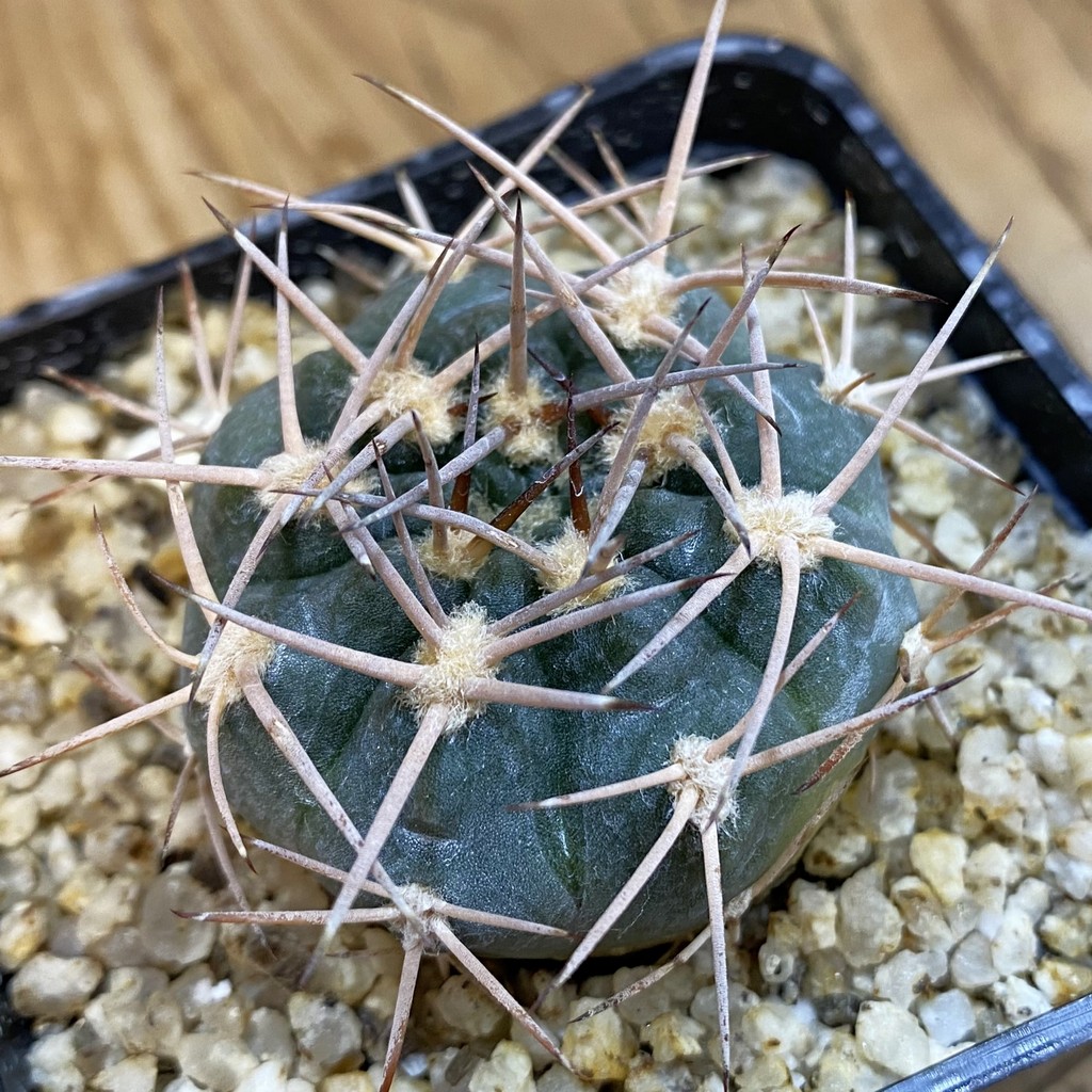 SH37812 Gymnocalycium pugionacanthum