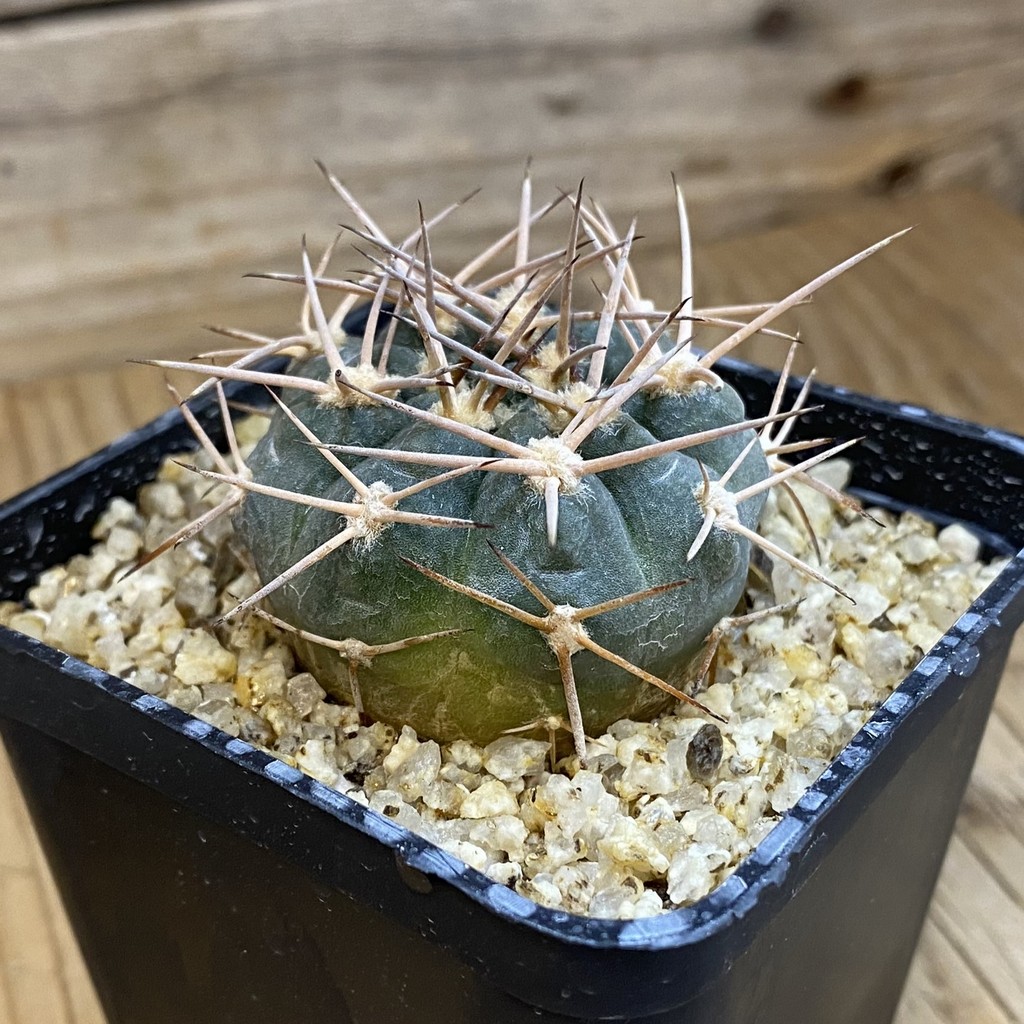 SH37812 Gymnocalycium pugionacanthum - Image 2