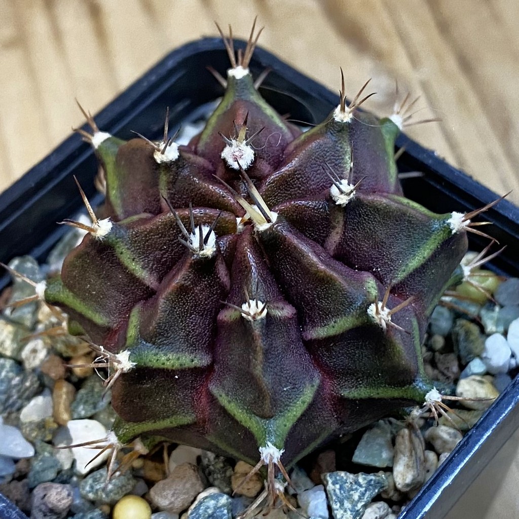 SH37813 Gymnocalycium mihanovichii 'Black Widow' hybrid