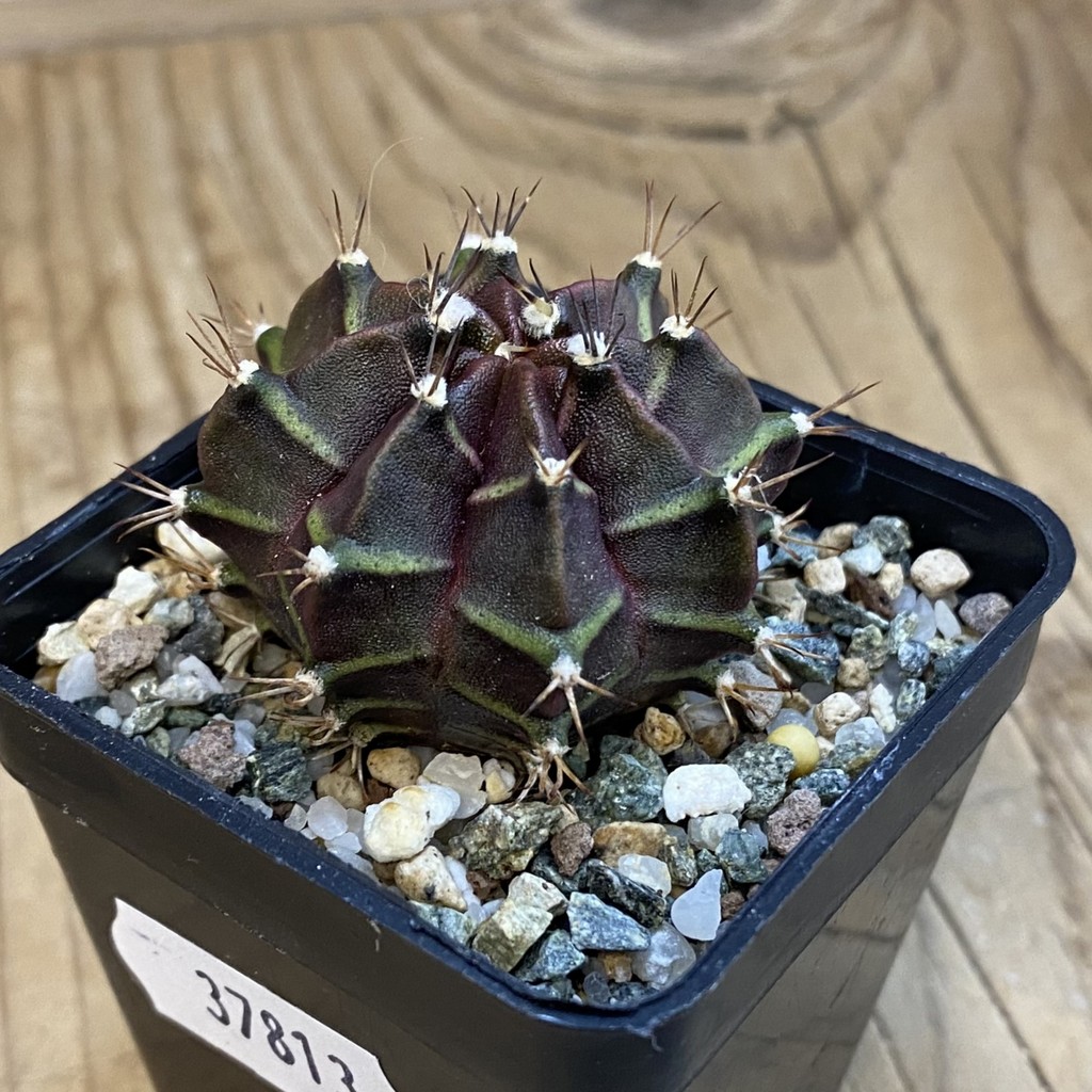SH37813 Gymnocalycium mihanovichii 'Black Widow' hybrid - Image 2