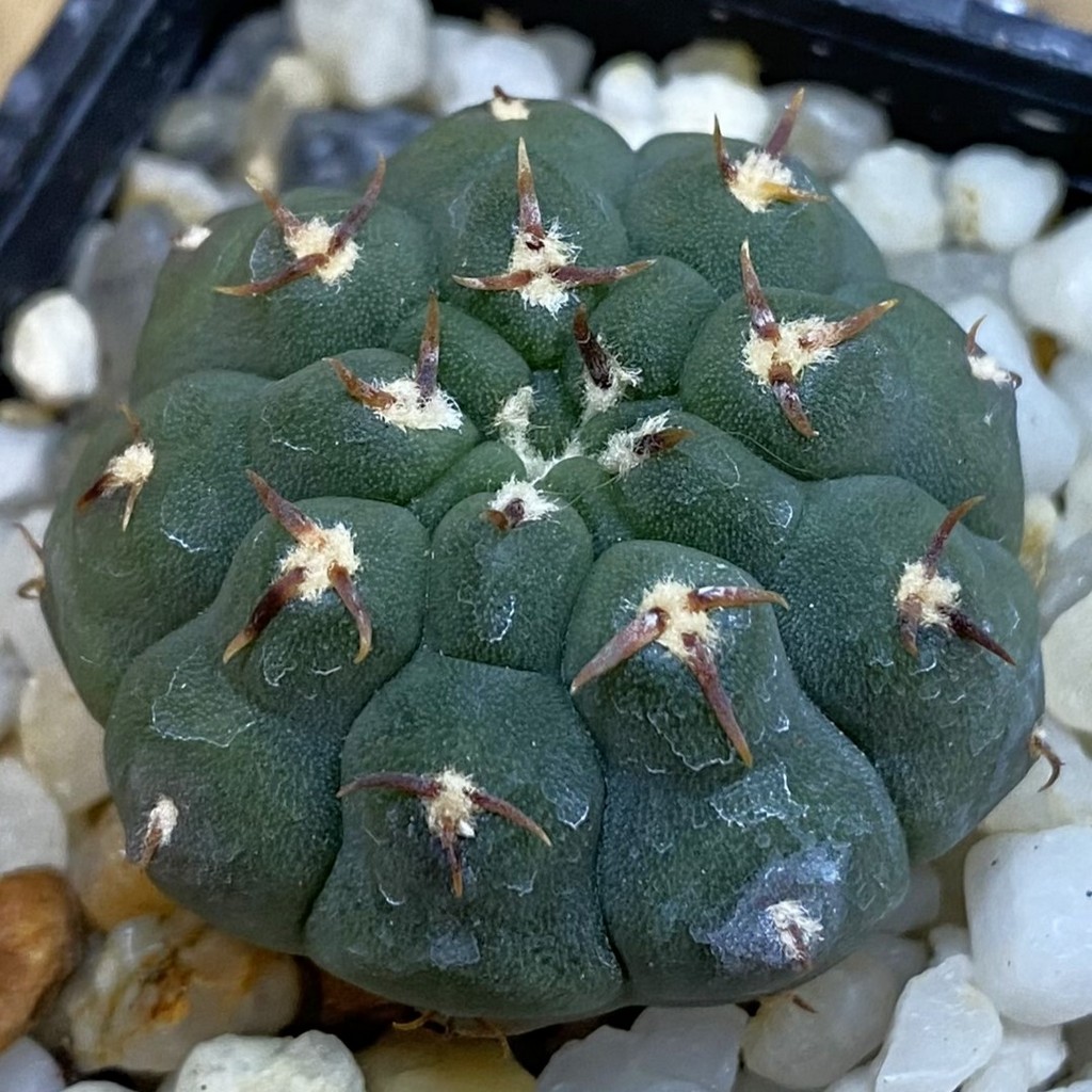 SH37814 Gymnocalycium vatteri v. unguispinum, selection