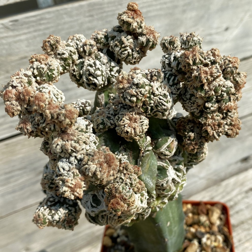 SH37798 Astrophytum myriostigma 'Fukuryu', grafted, 8 years old