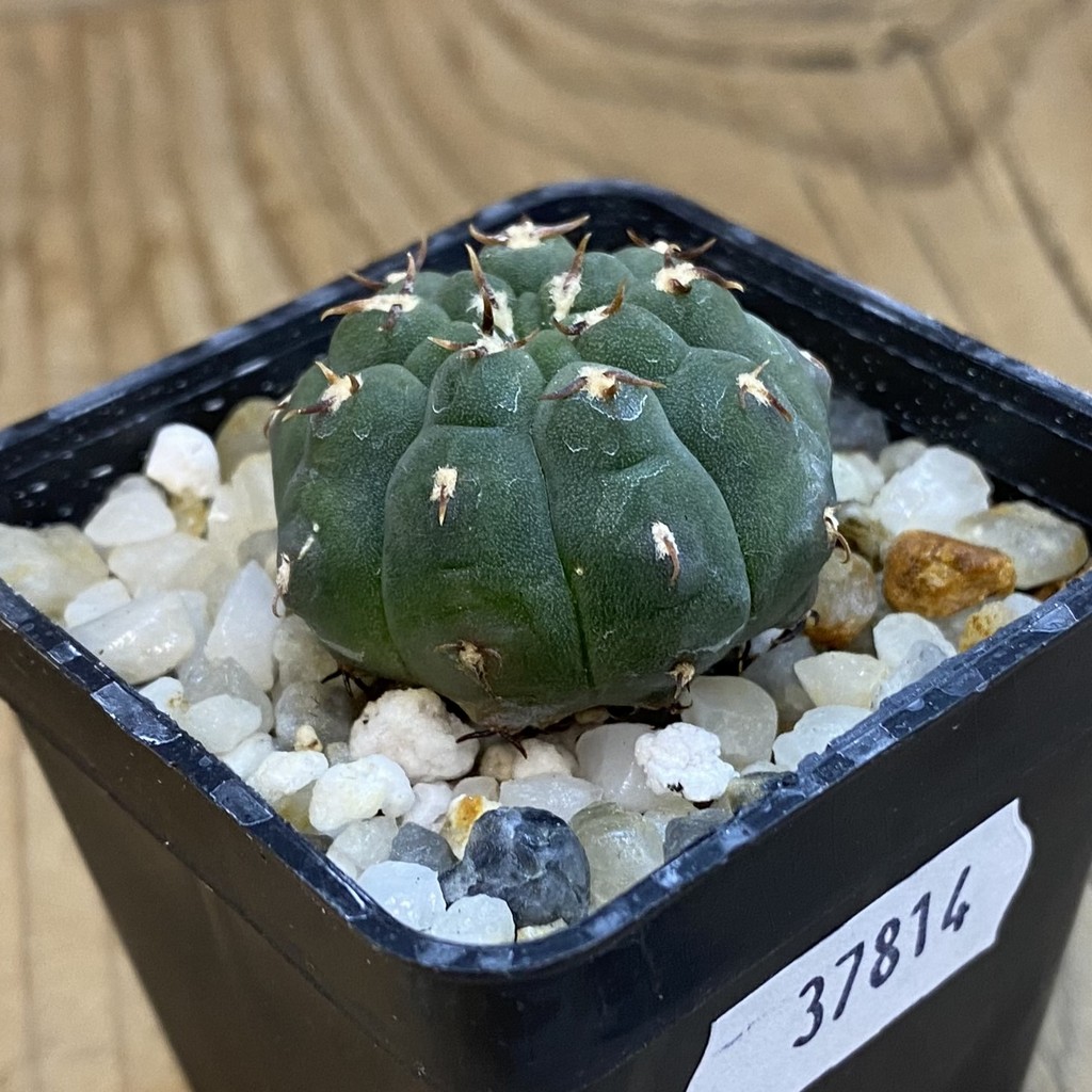 SH37814 Gymnocalycium vatteri v. unguispinum, selection - Image 2