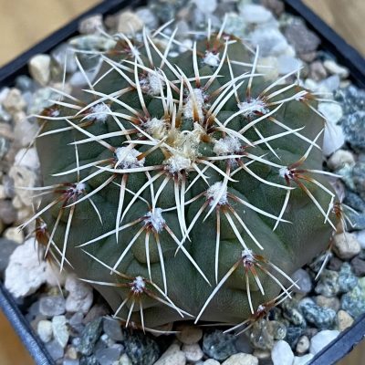 SH37815 Gymnocalycium kuehhasii VG 1091
