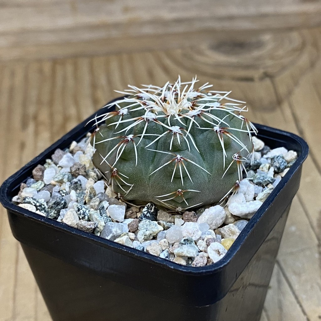 SH37815 Gymnocalycium kuehhasii VG 1091 - Image 2