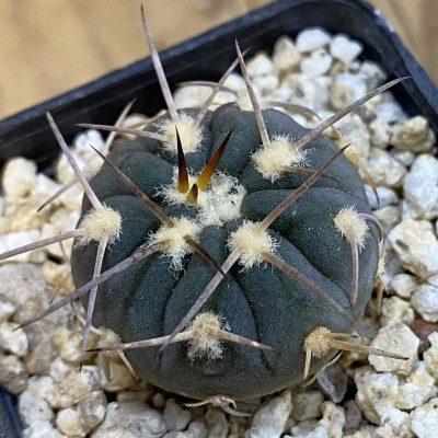 SH37816 Gymnocalycium spegazzinii