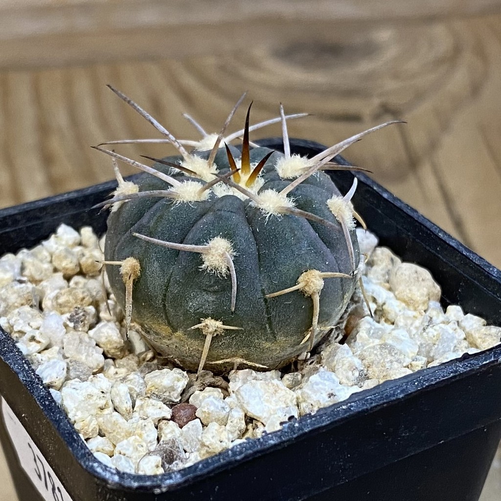 SH37816 Gymnocalycium spegazzinii - Image 2