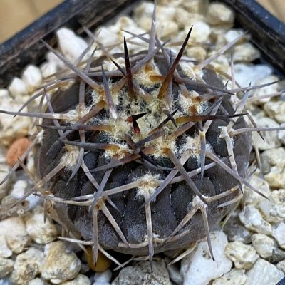 SH37817 Gymnocalycium riojense VG 247, selection