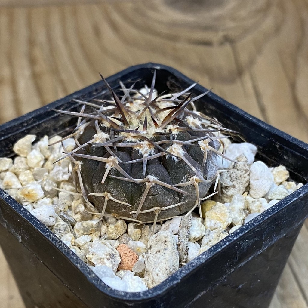 SH37817 Gymnocalycium riojense VG 247, selection - Image 2