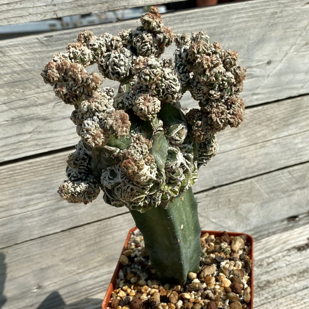 SH37798 Astrophytum myriostigma 'Fukuryu', grafted, 8 years old - Image 2