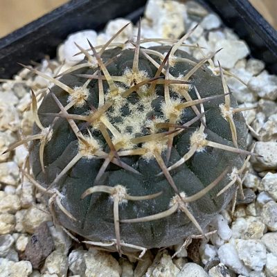SH37820 Gymnocalycium riojense VG 247, selection