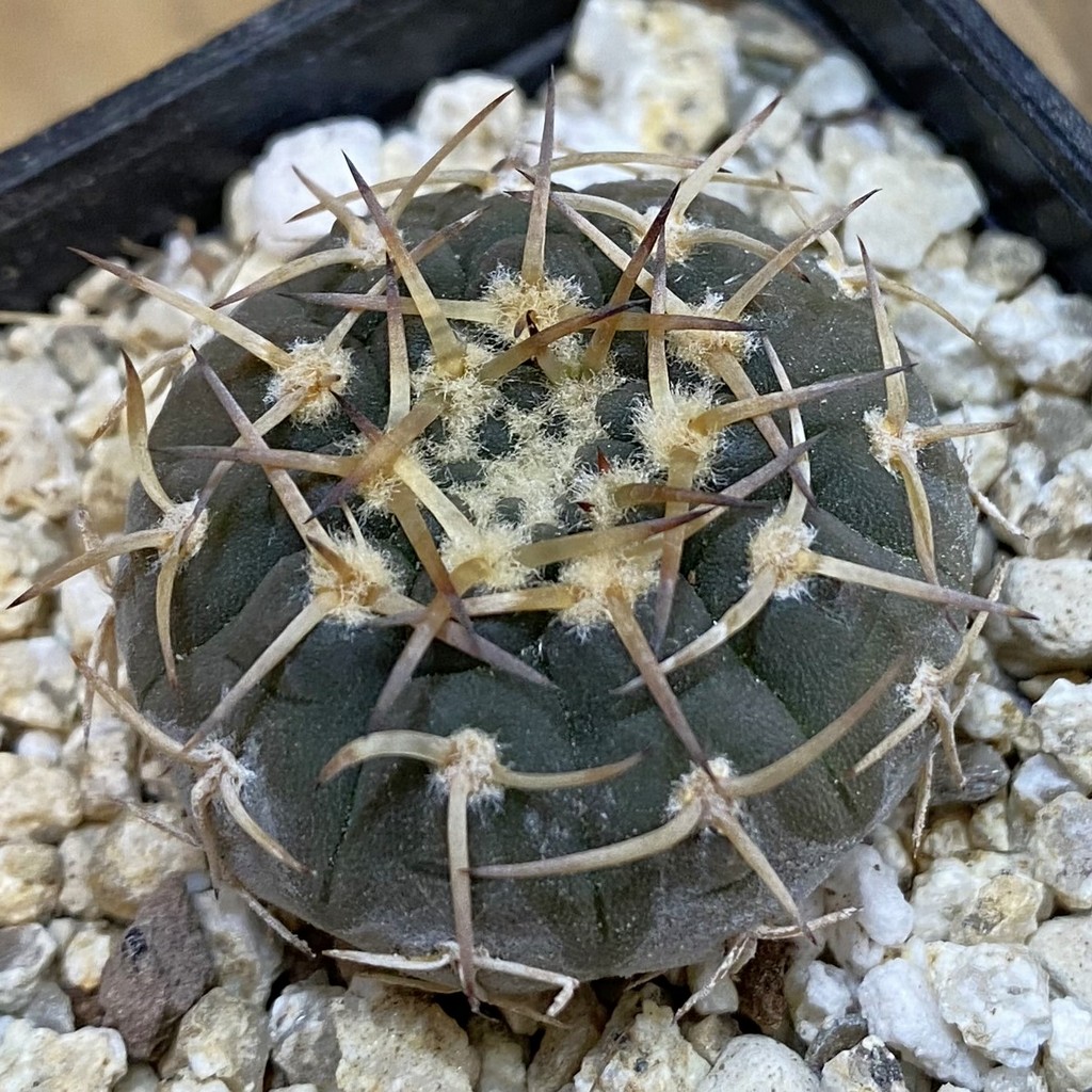 SH37820 Gymnocalycium riojense VG 247, selection