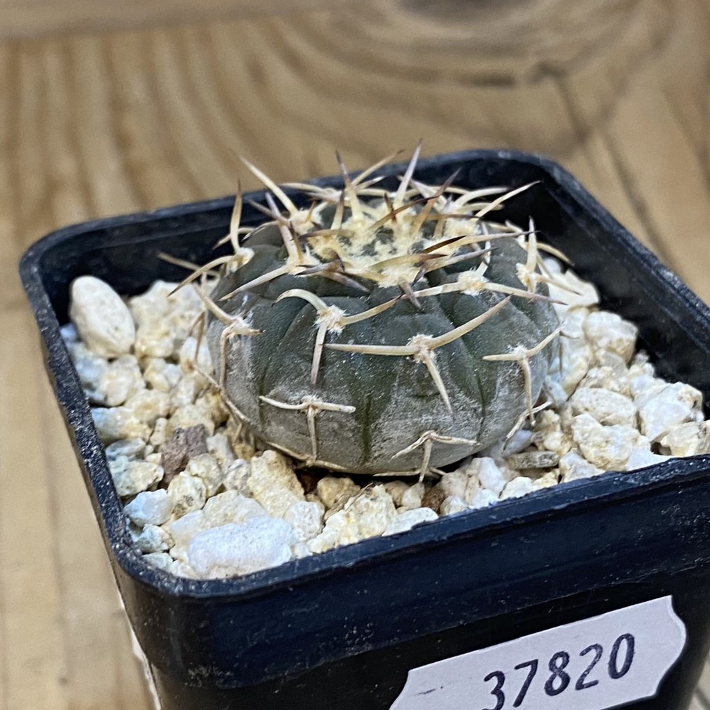 SH37820 Gymnocalycium riojense VG 247, selection - Image 2