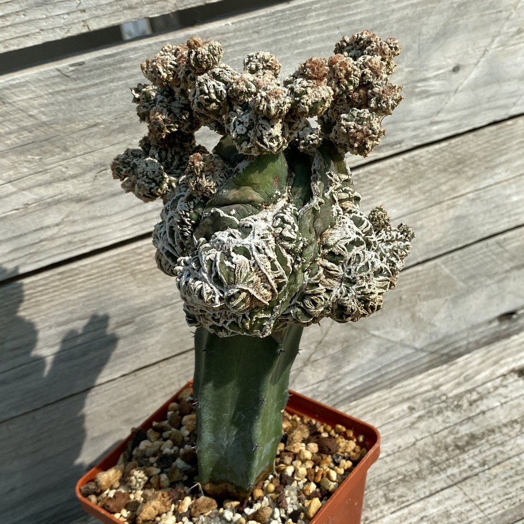 SH37798 Astrophytum myriostigma 'Fukuryu', grafted, 8 years old - Image 3
