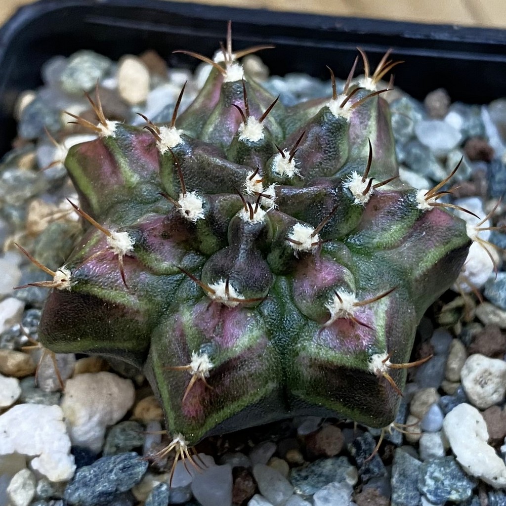 SH37821 Gymnocalycium mihanovichii 'T-Lux'