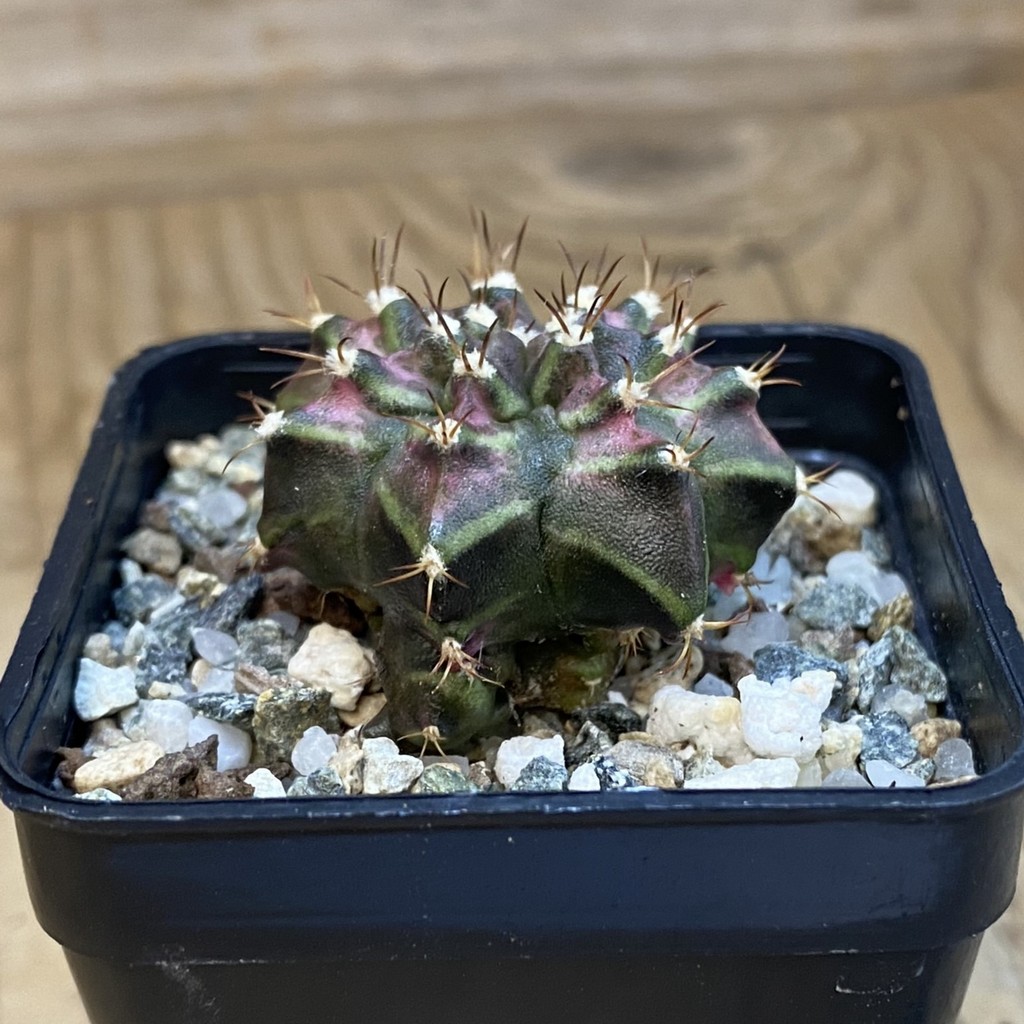 SH37821 Gymnocalycium mihanovichii 'T-Lux' - Image 2