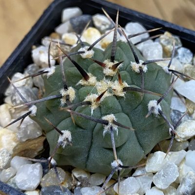 SH37822 Gymnocalycium vatteri