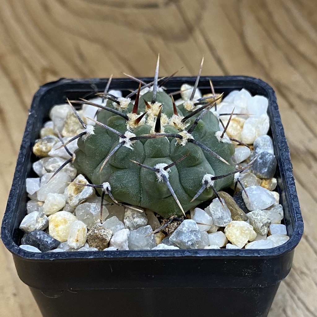 SH37822 Gymnocalycium vatteri - Image 2