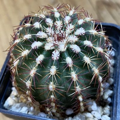 SH37823 Echinocereus viridiflorus