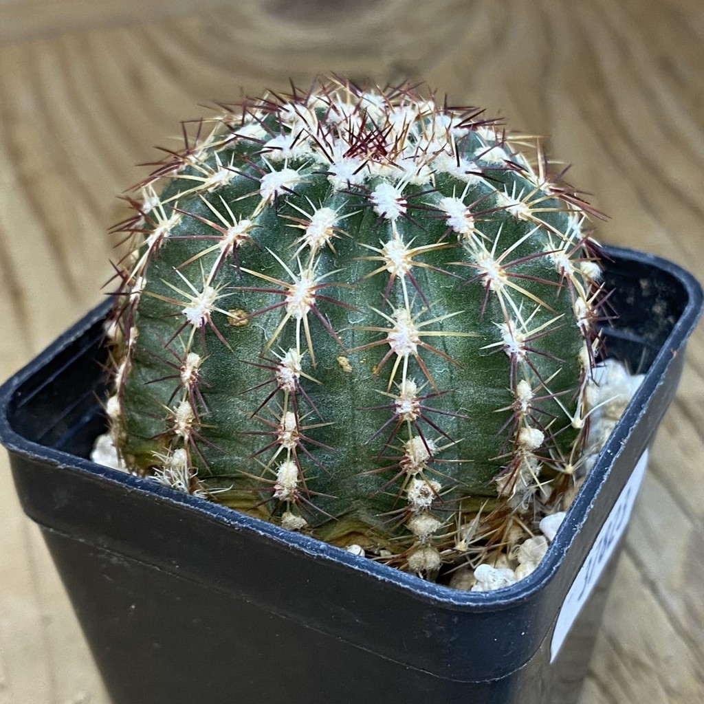SH37823 Echinocereus viridiflorus - Image 2