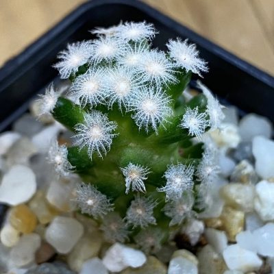 SH37824 Mammillaria theresae v. minima GCG 12504