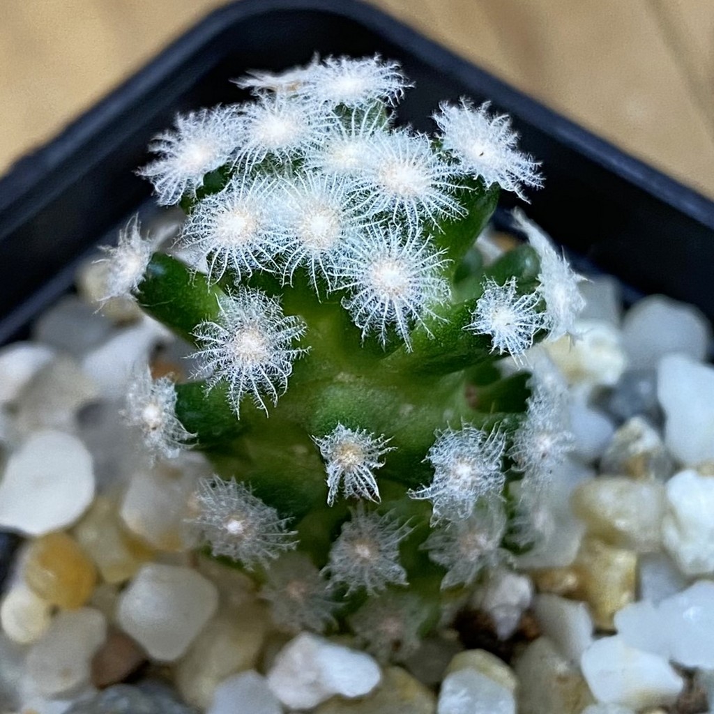 SH37824 Mammillaria theresae v. minima GCG 12504