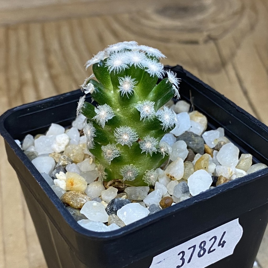 SH37824 Mammillaria theresae v. minima GCG 12504 - Image 2