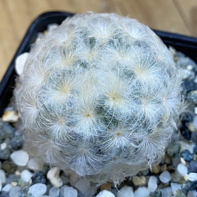 SH37825 Mammillaria plumosa