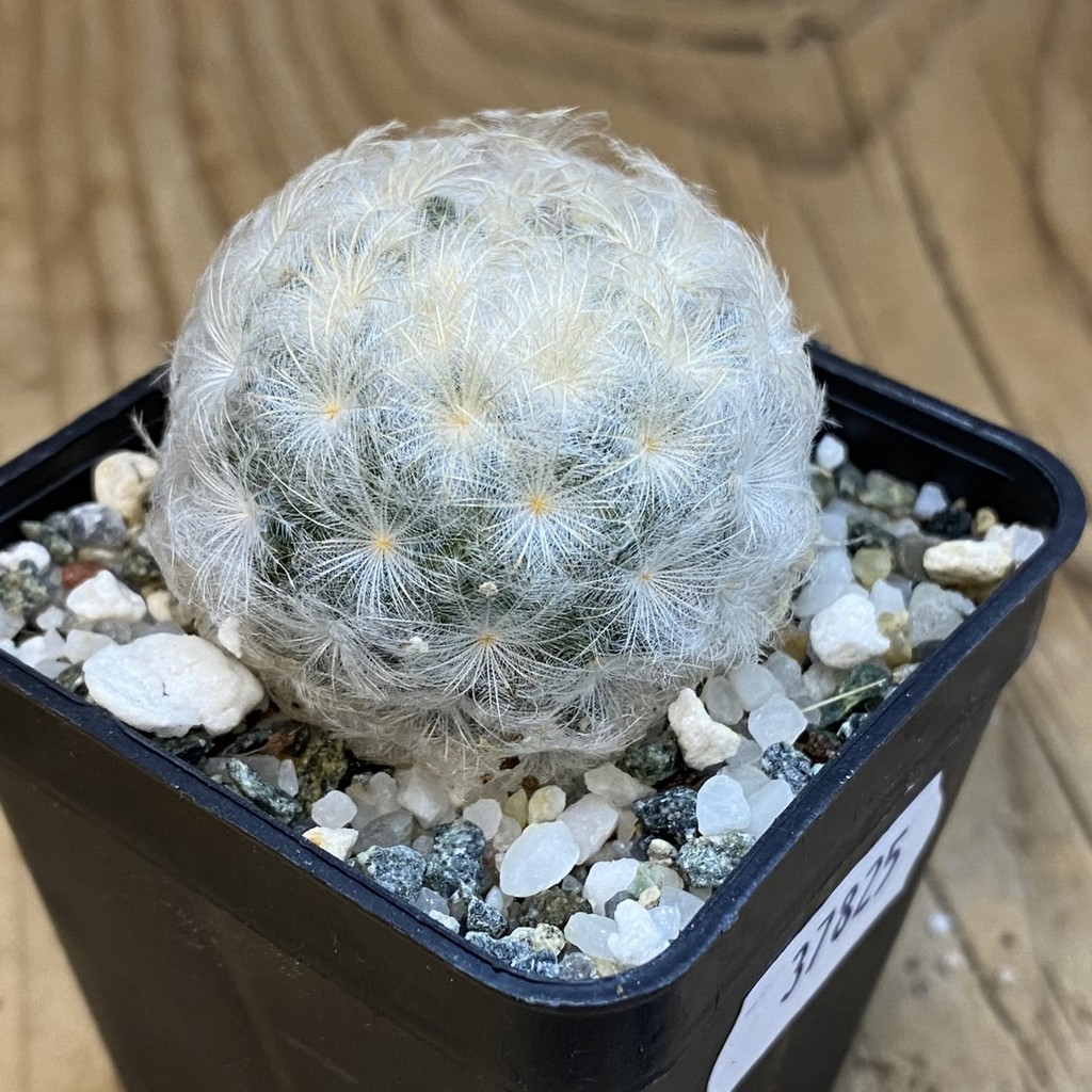 SH37825 Mammillaria plumosa - Image 2