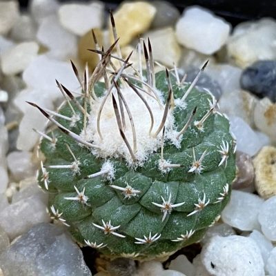 SH37826 Strombocactus pseudocorregidorae GCG 10947