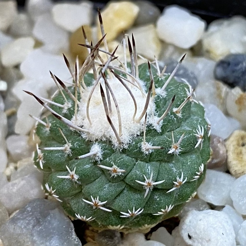 SH37826 Strombocactus pseudocorregidorae GCG 10947