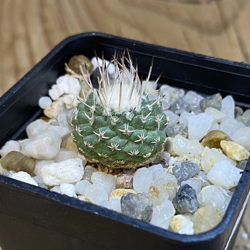 SH37826 Strombocactus pseudocorregidorae GCG 10947 - Image 2