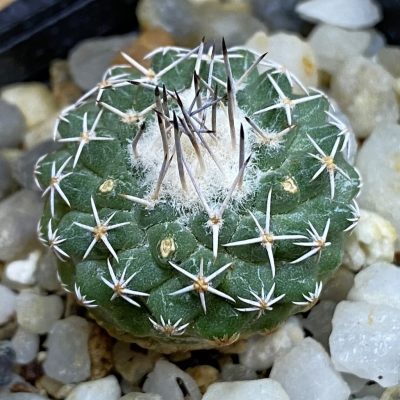 SH37827 Strombocactus pseudocorregidorae GCG 10947