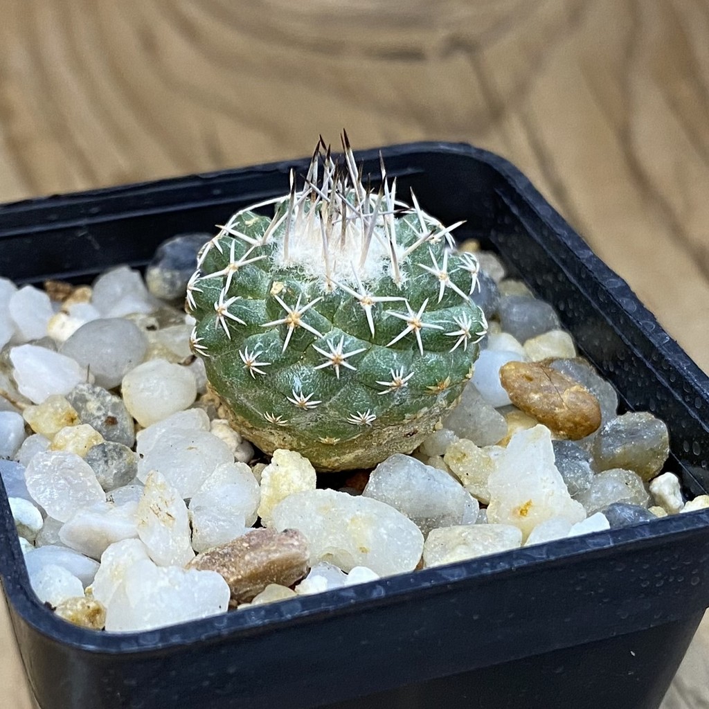 SH37827 Strombocactus pseudocorregidorae GCG 10947 - Image 2
