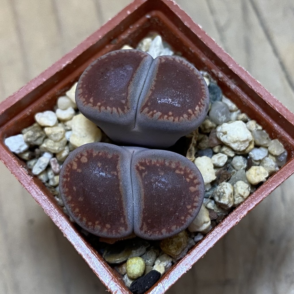SH37934 Lithops aucampiae ‘Rubrobrunneus’ - Image 2