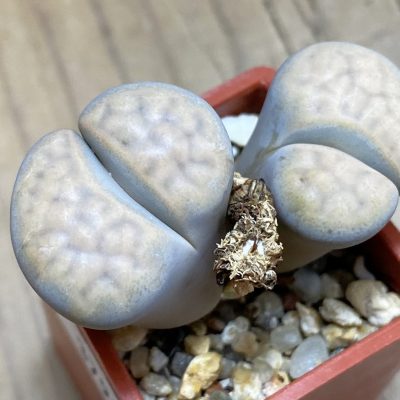 SH37935 Lithops karasmontana v. opalina