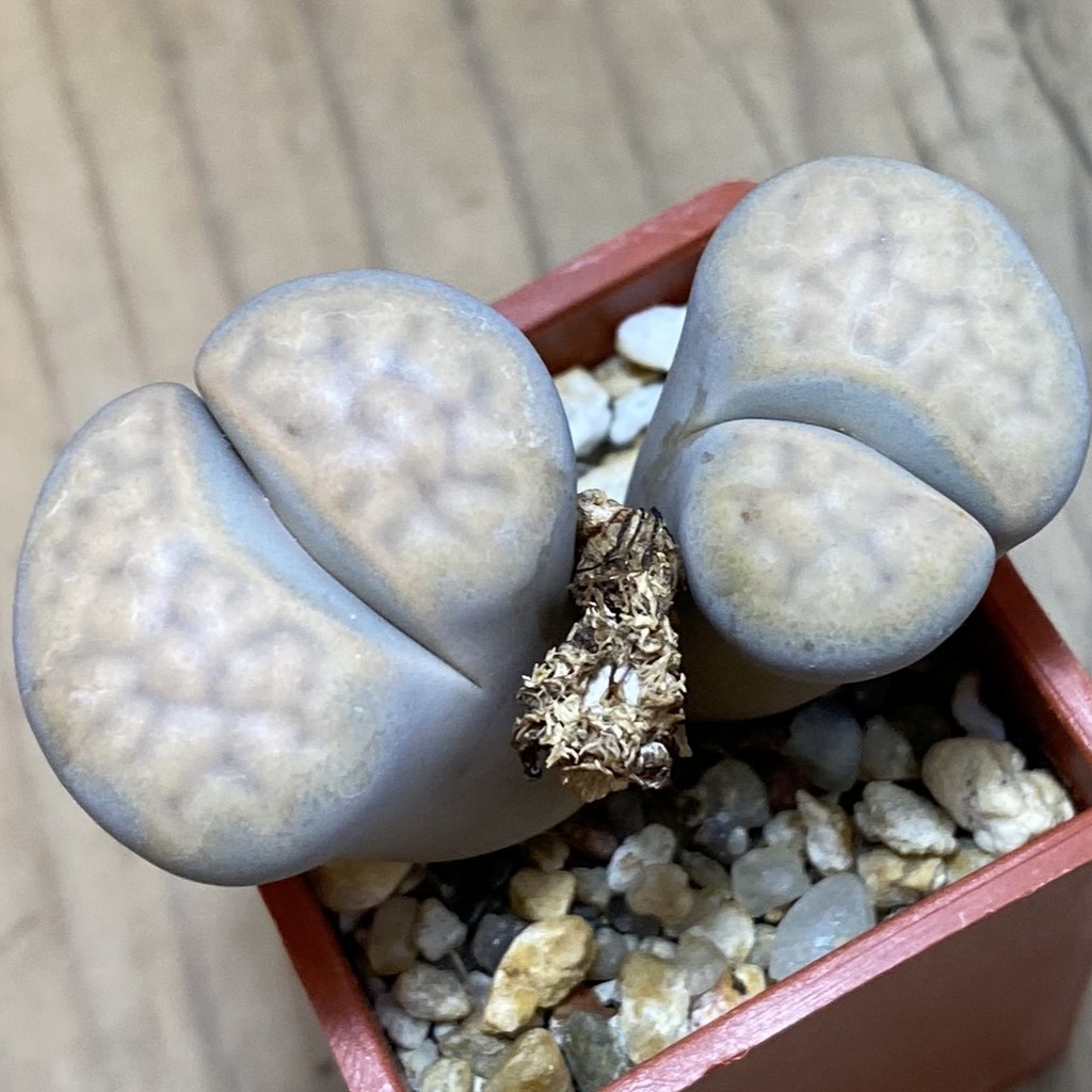 SH37935 Lithops karasmontana v. opalina - Image 2