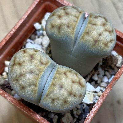 SH37936 Lithops karasmontana v. eberlanzii