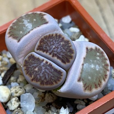 SH37937 Lithops julii ‘Kikushogiyoku’ hybrid