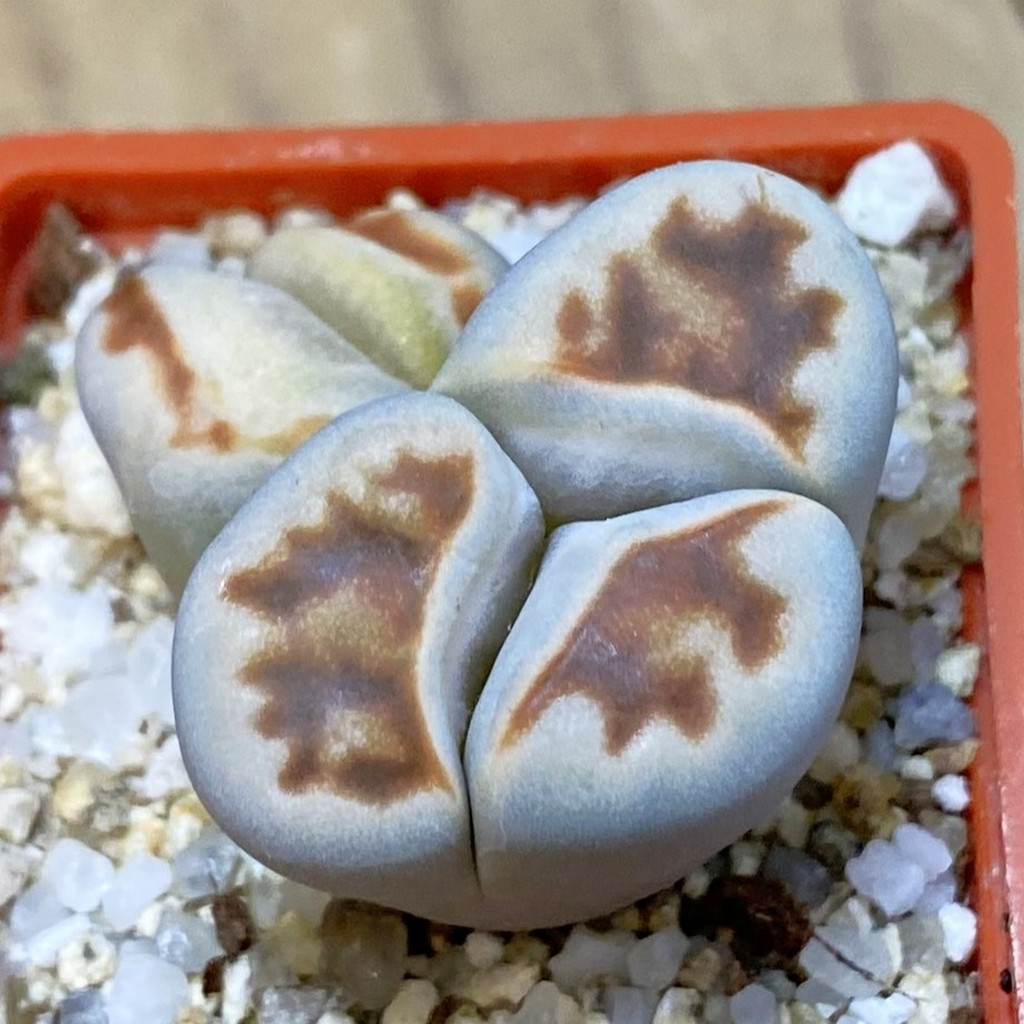 SH37938 Lithops karasmontana v. lateritia f. monstrosa