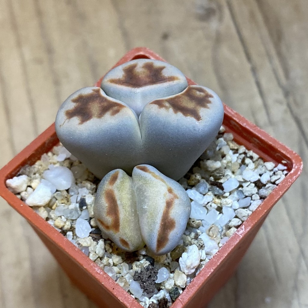 SH37938 Lithops karasmontana v. lateritia f. monstrosa - Image 2